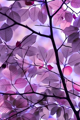 nature, nature