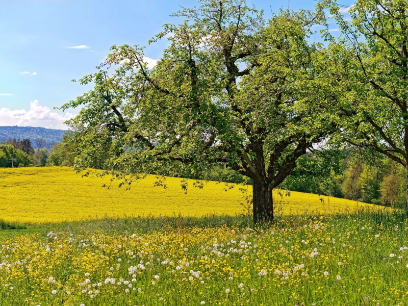 nature, nature