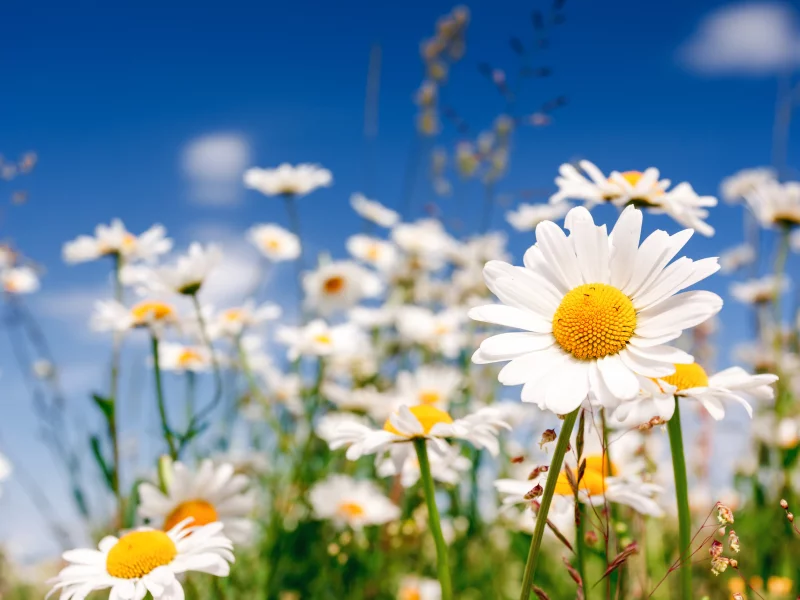 1920x1080, laptop, flower