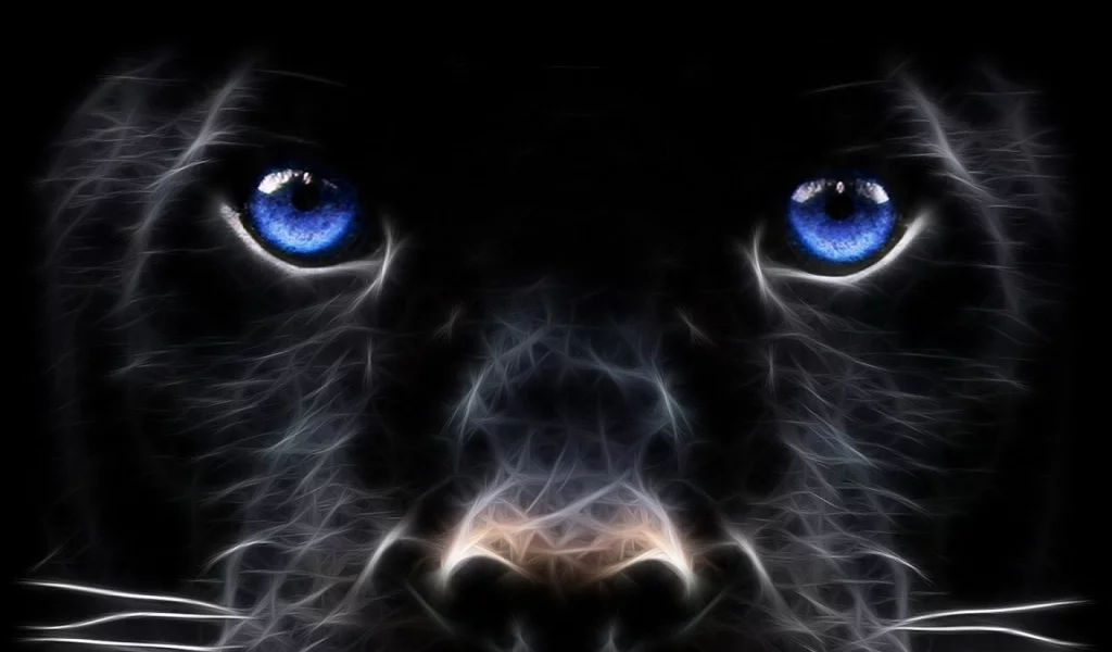 dog, muzzle, look, black