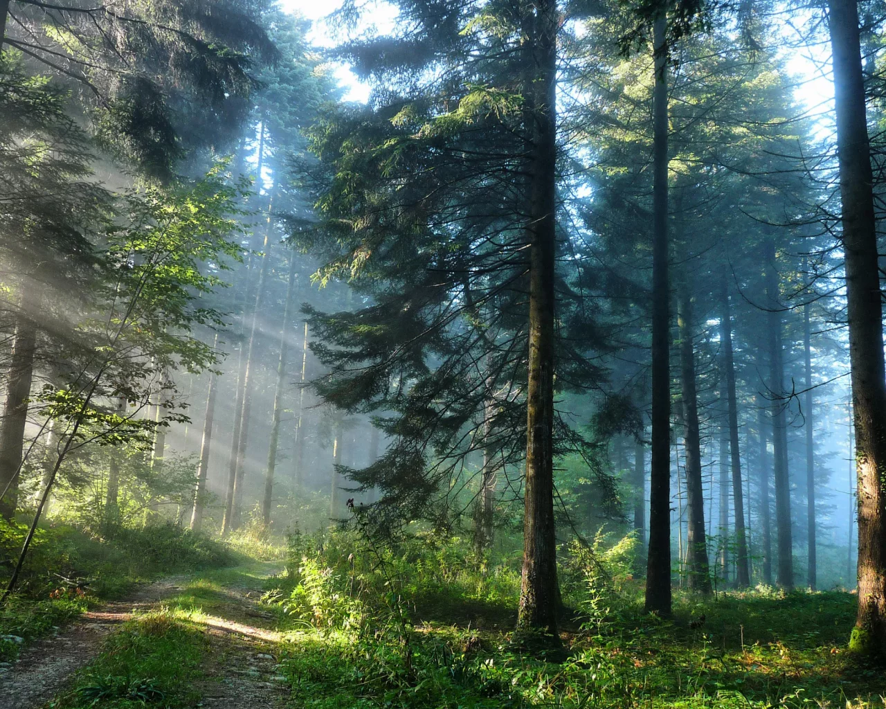 nature, forest, road, trees