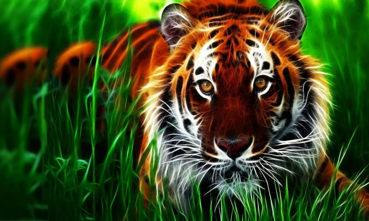 animal, tiger, drawing