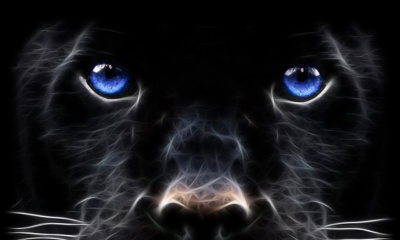 dog, muzzle, look, black