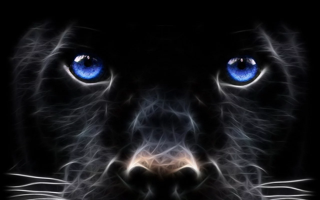 dog, muzzle, look, black