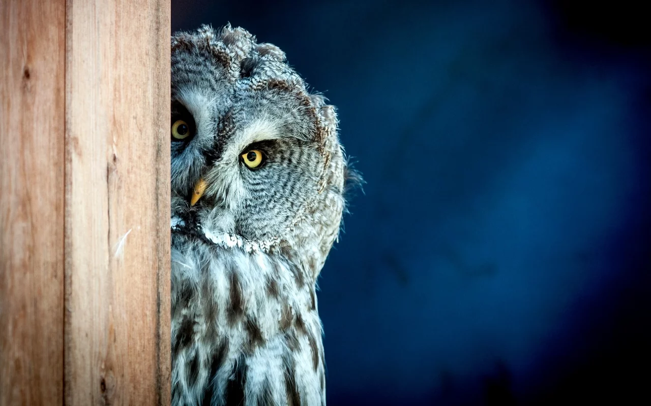bird, owl