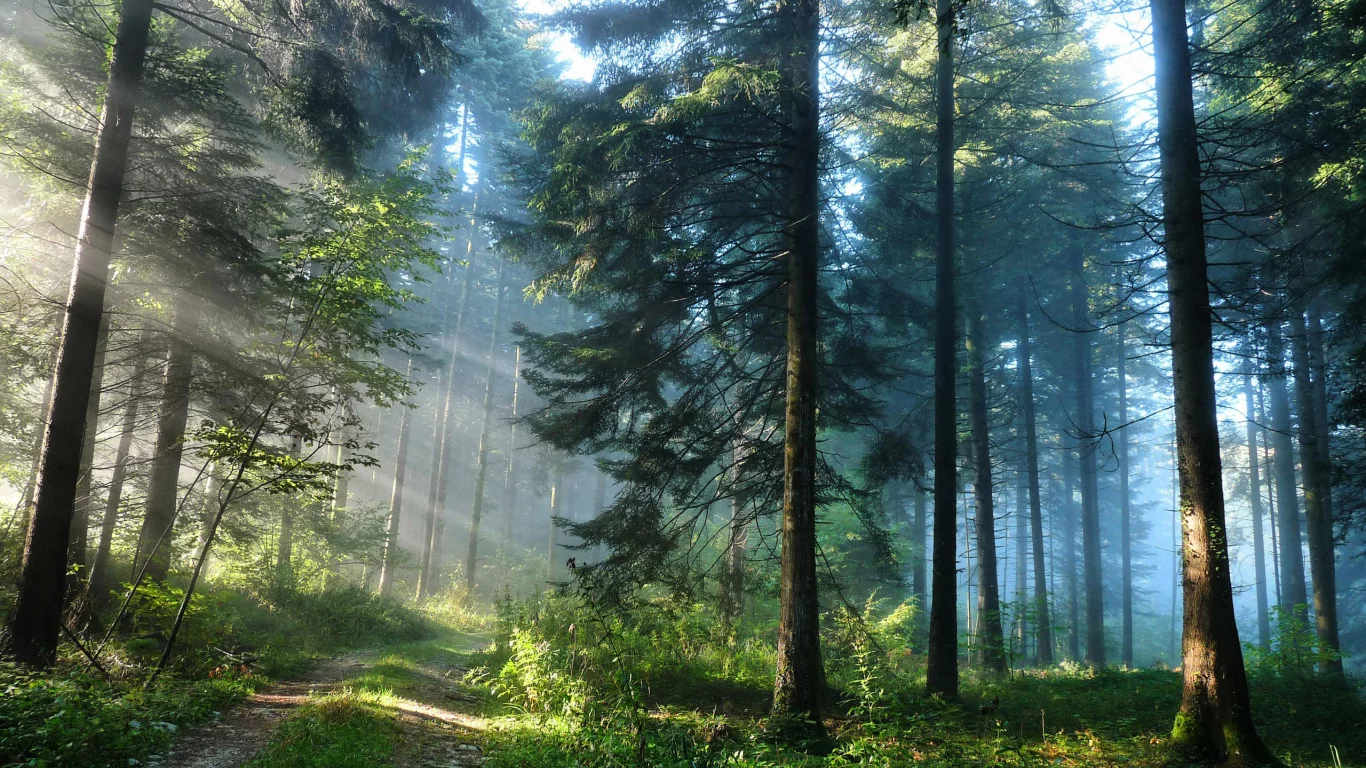 nature, forest, road, trees