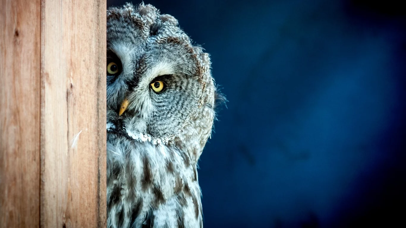 bird, owl