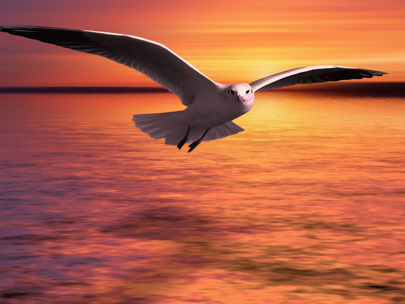 bird, sigal
