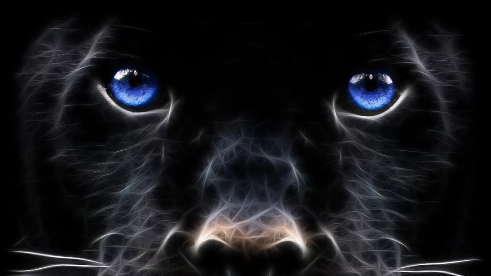 dog, muzzle, look, black