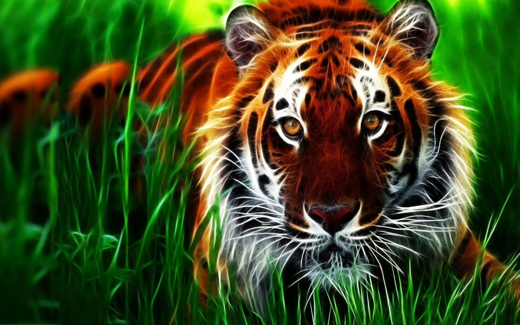 animal, tiger, drawing