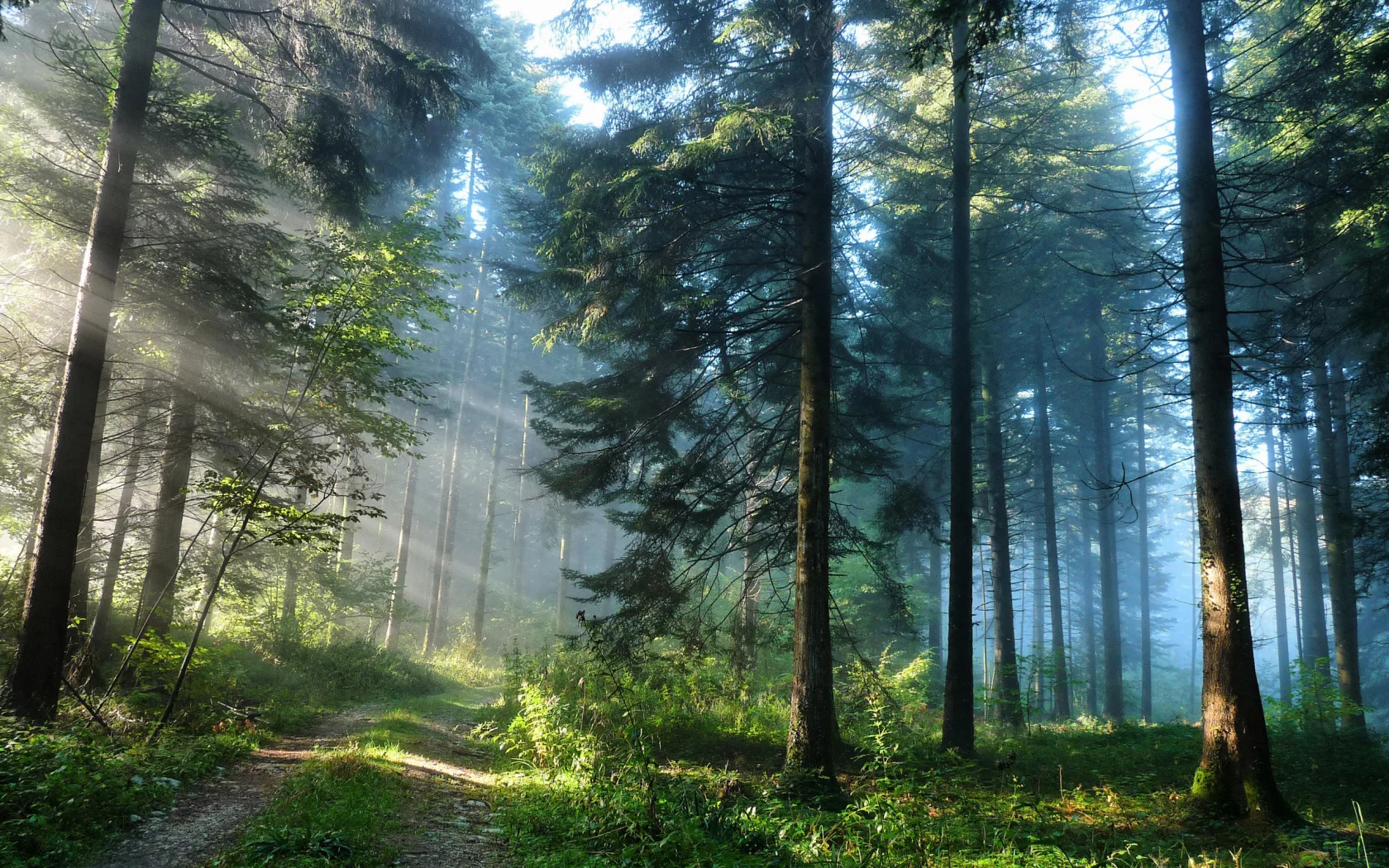 nature, forest, road, trees