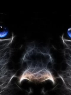 dog, muzzle, look, black