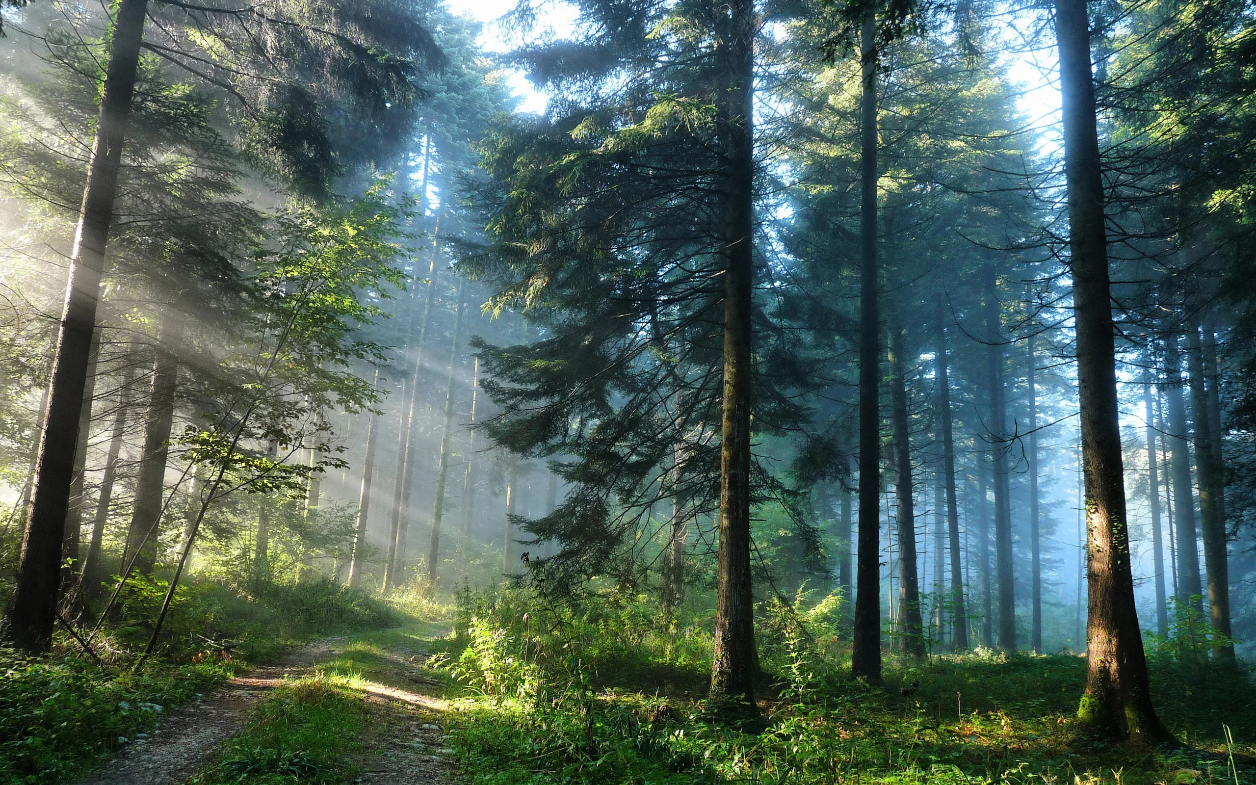 nature, forest, road, trees