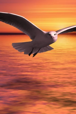 bird, sigal