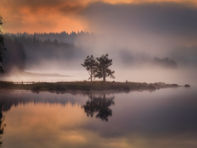 nature, fog, islet, tree, lake