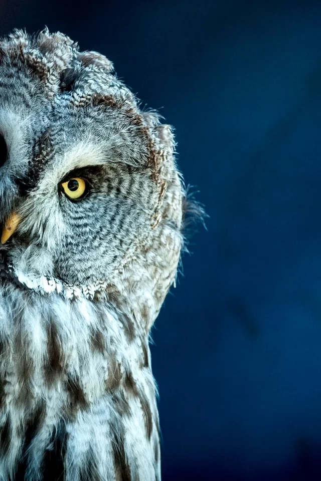 bird, owl