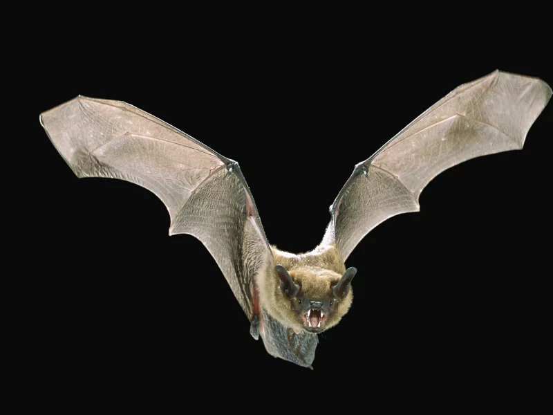 animal, bat, flight, wings