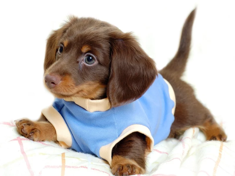 animal, dog, puppy