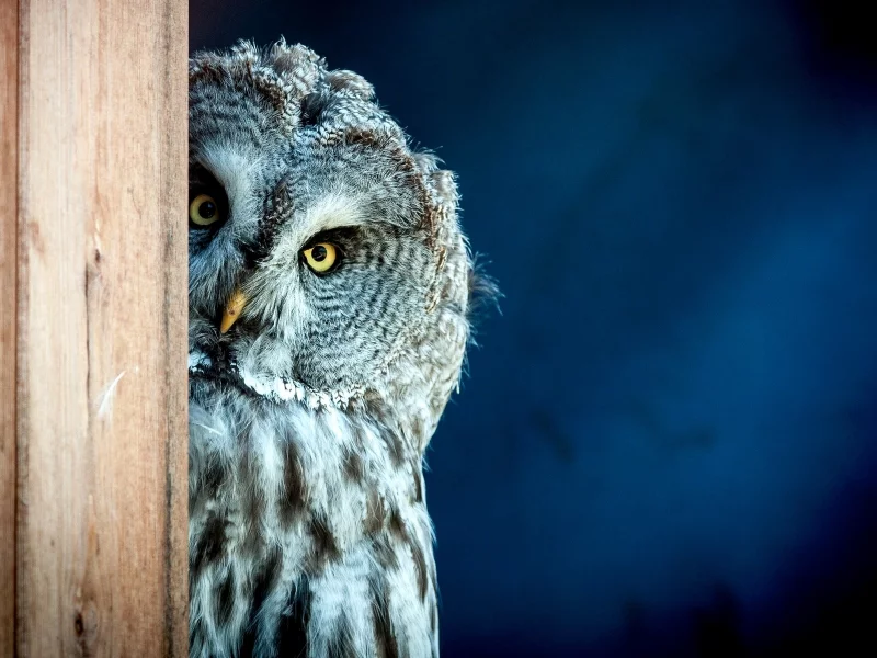 bird, owl