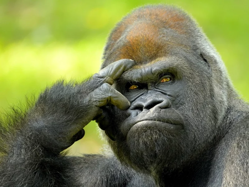 animal, gorilla, primate