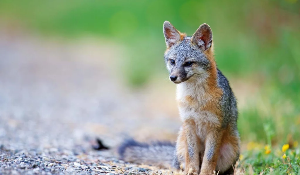 coyote, wolf