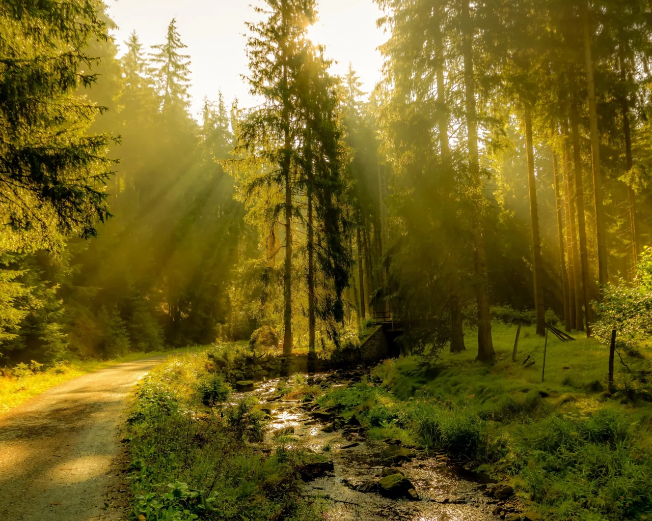 nature, forest, road, sun rays