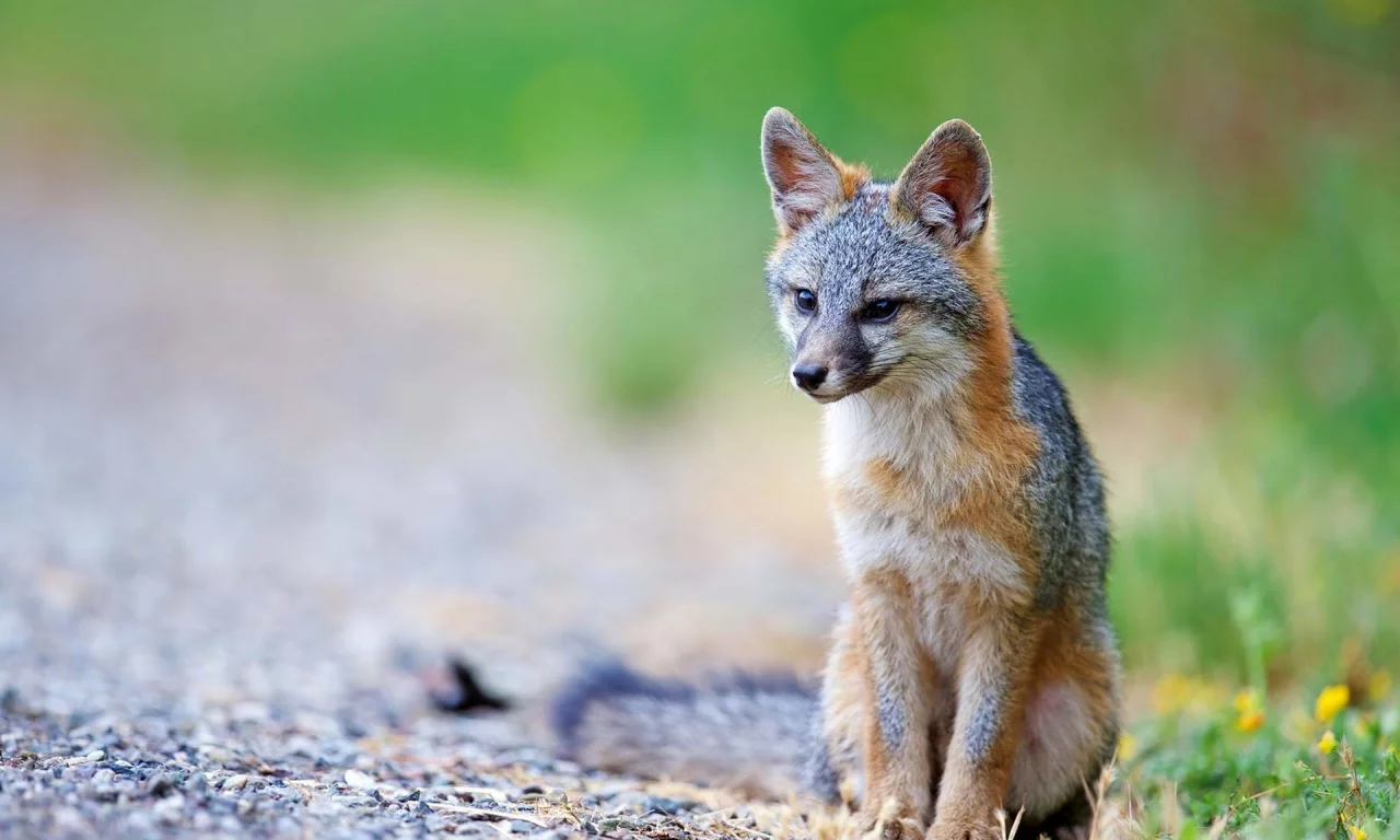 coyote, wolf