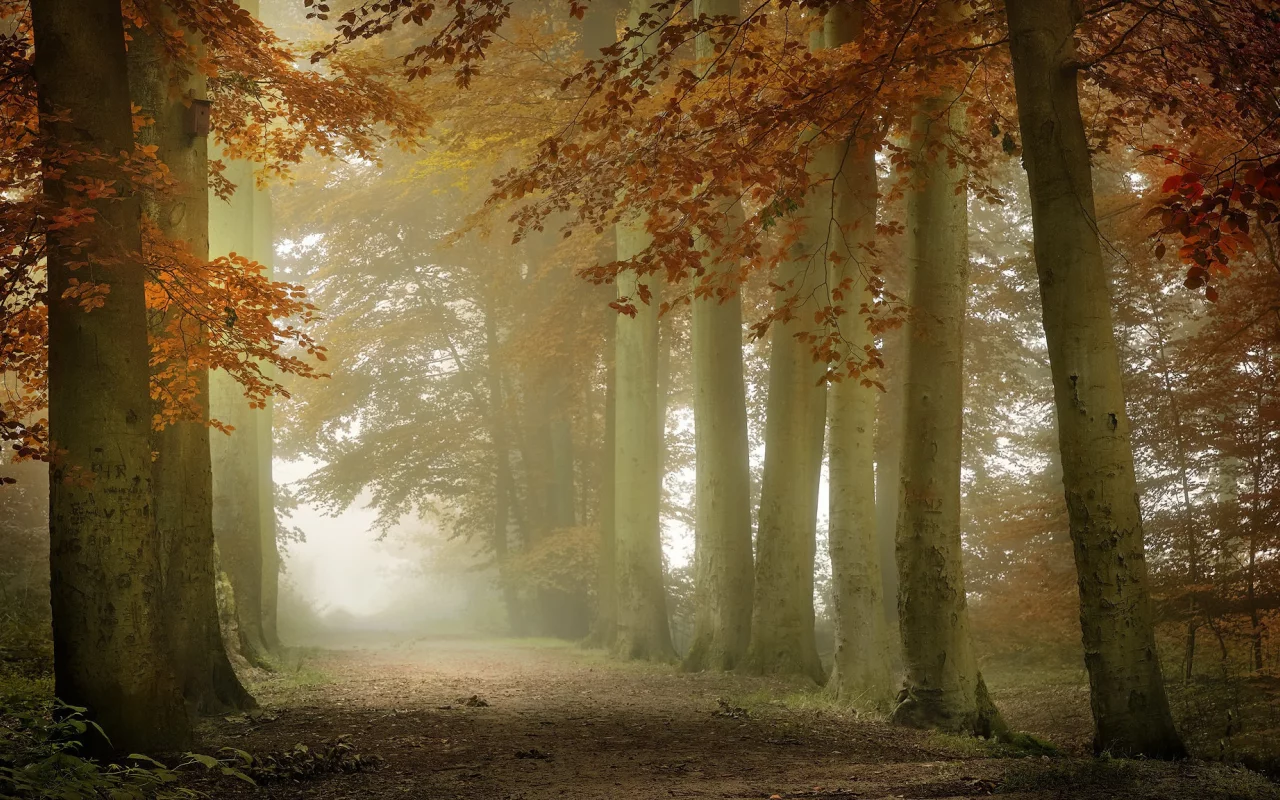 nature, forest, road, fog, trees