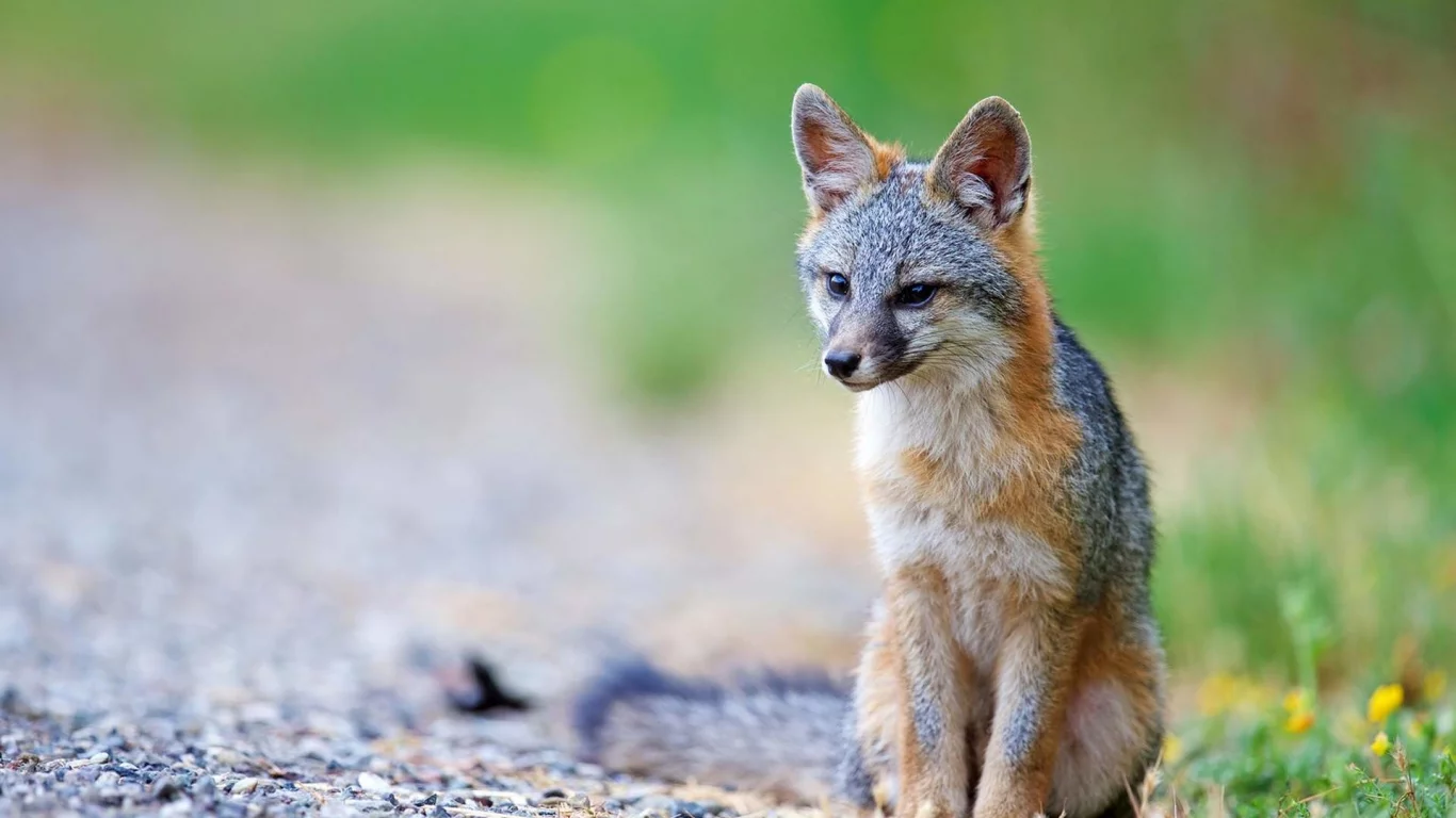 coyote, wolf