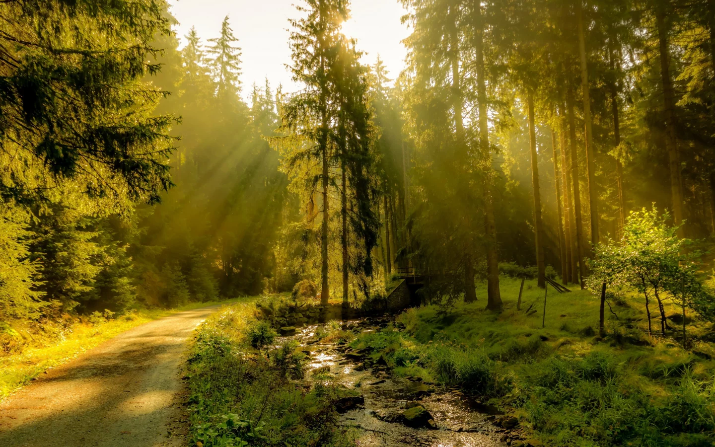 nature, forest, road, sun rays