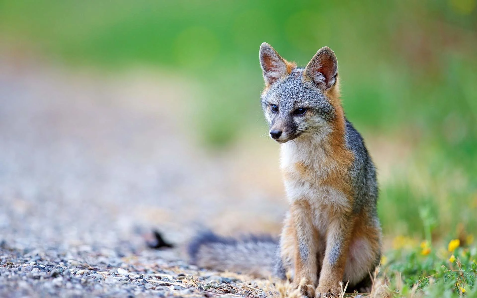 coyote, wolf