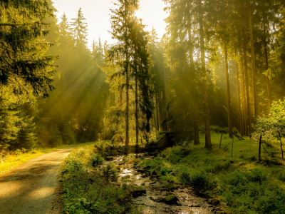 nature, forest, road, sun rays