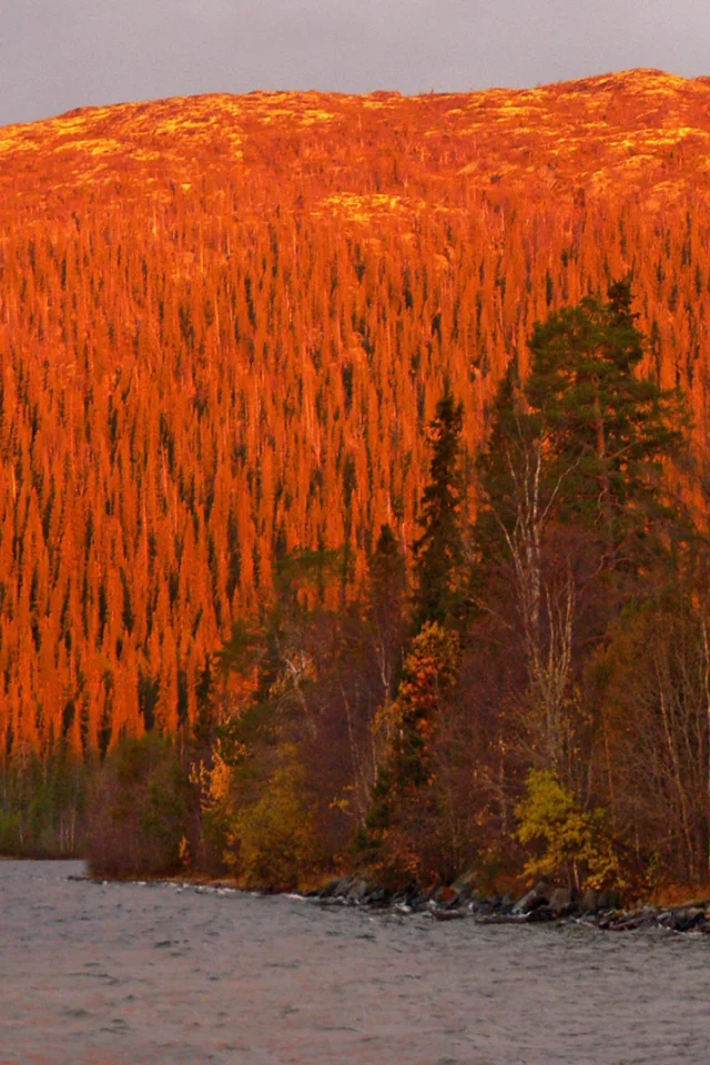 nature, mountains, forest, river
