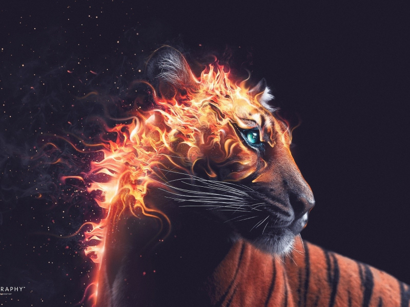 tiger, fire, fiery