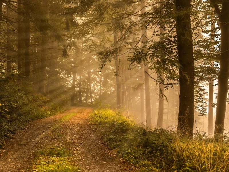 nature, forest, road, sun rays