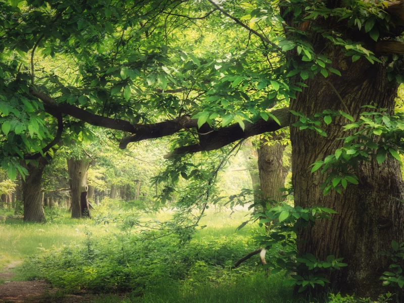 nature, forest, spring, trees