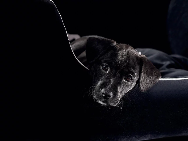 animal, dog, puppy, black
