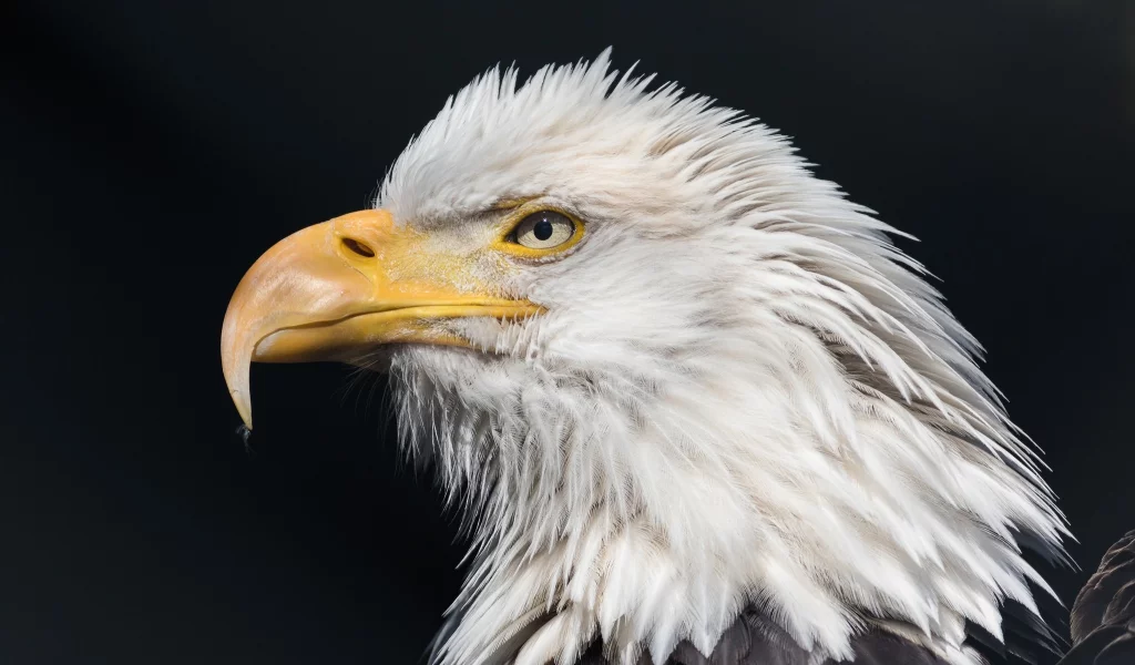 bald, eagle, wild