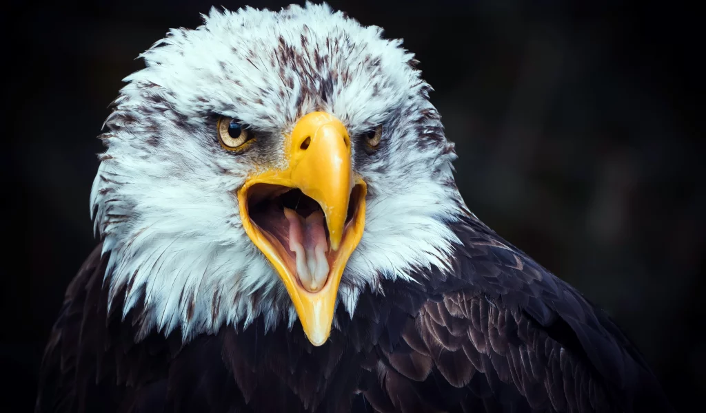 eagle, beak, tongue