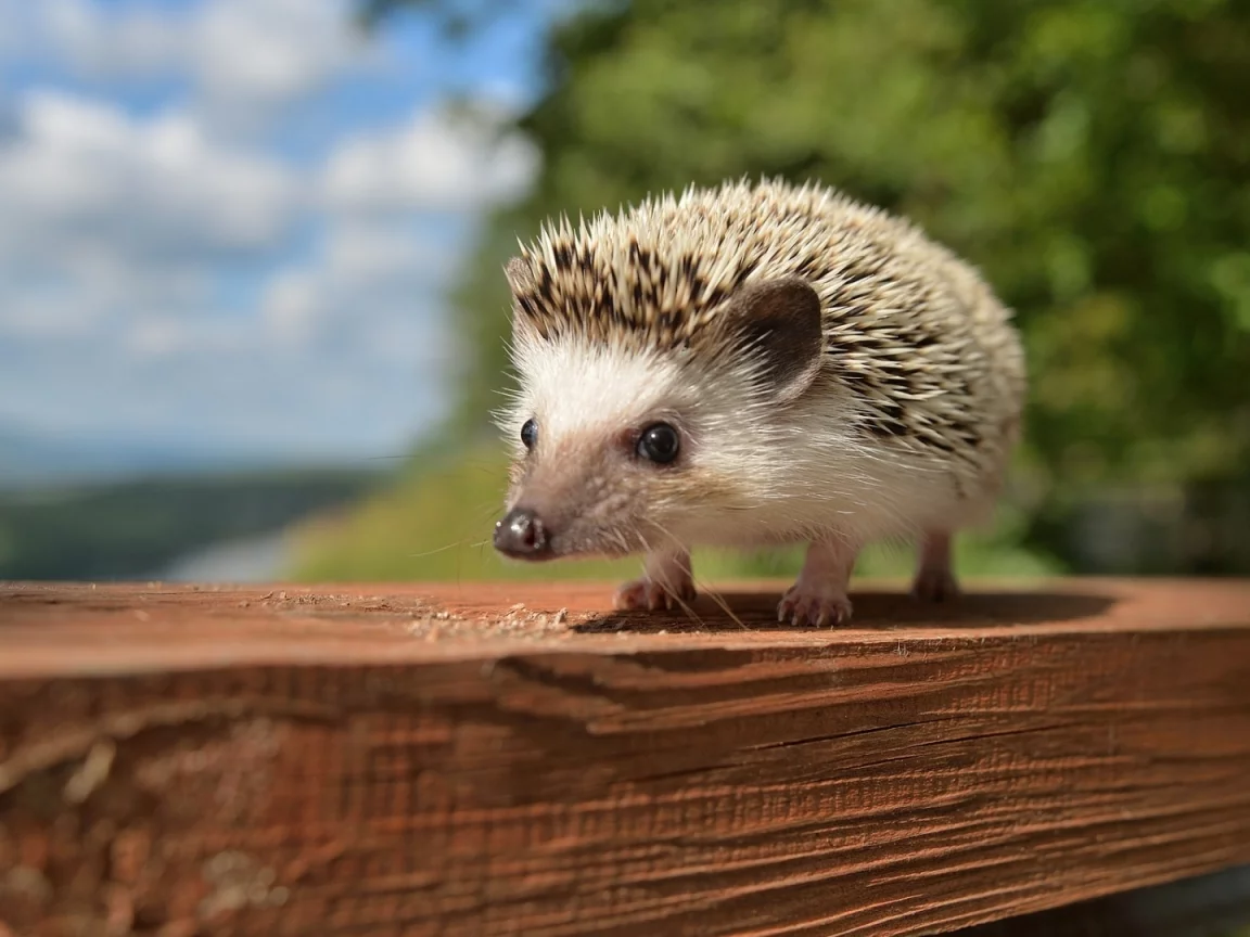 animals, hedgehog
