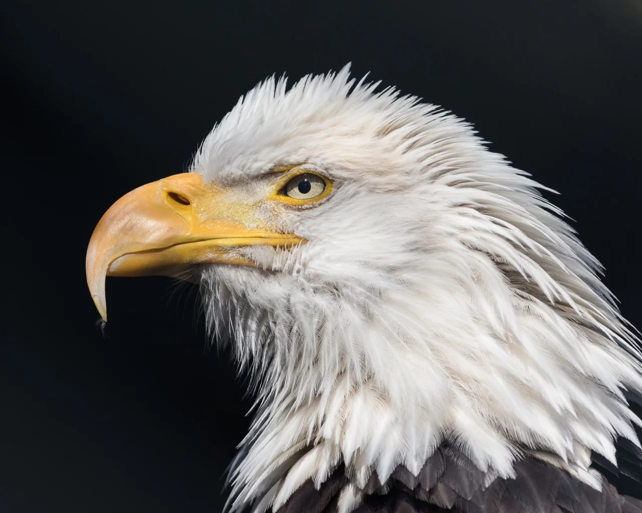 bald, eagle, wild