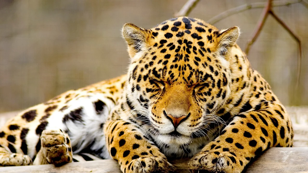animal, leopard, recreation