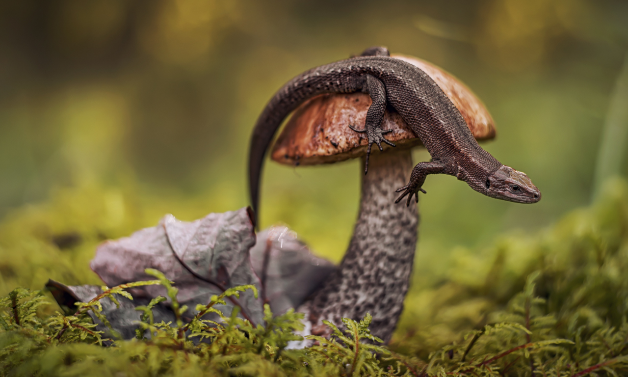mushroom, lizard, macro photography