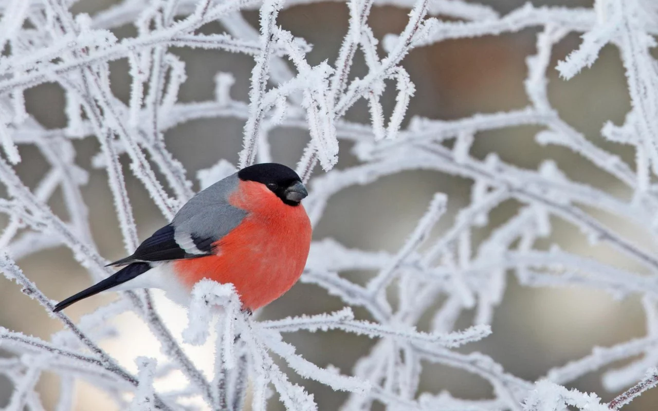bird, bullfinch, branch