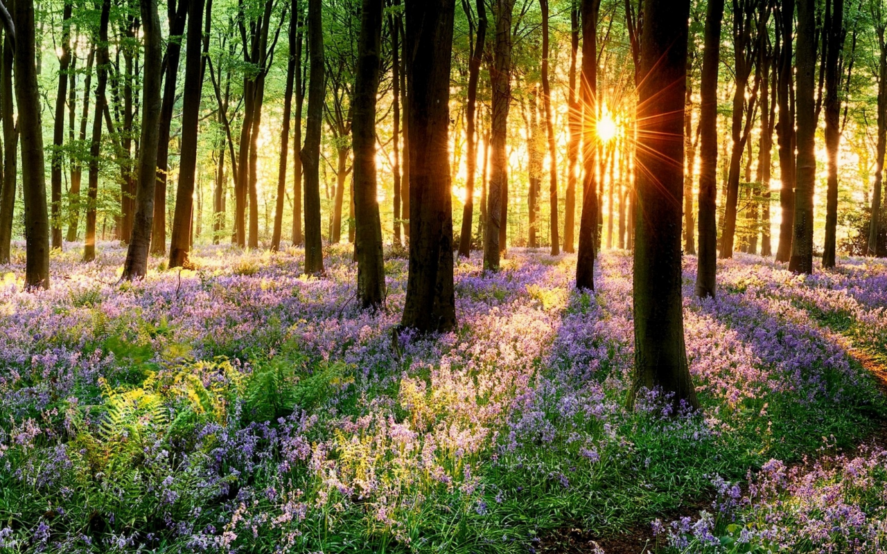 nature, forest, spring, flowers