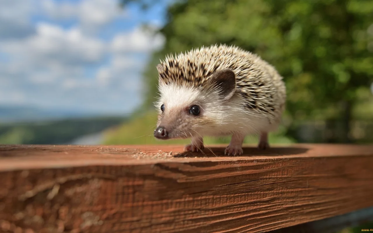 animals, hedgehog
