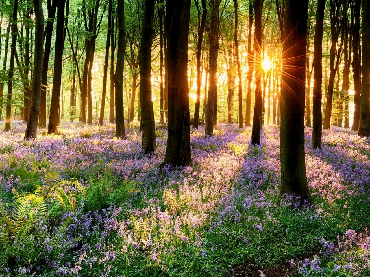 nature, forest, spring, flowers