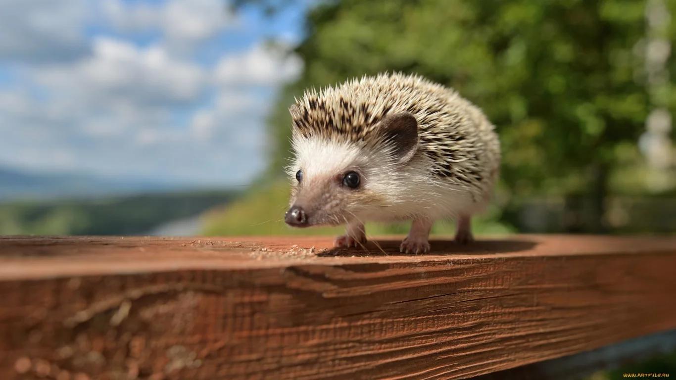 animals, hedgehog