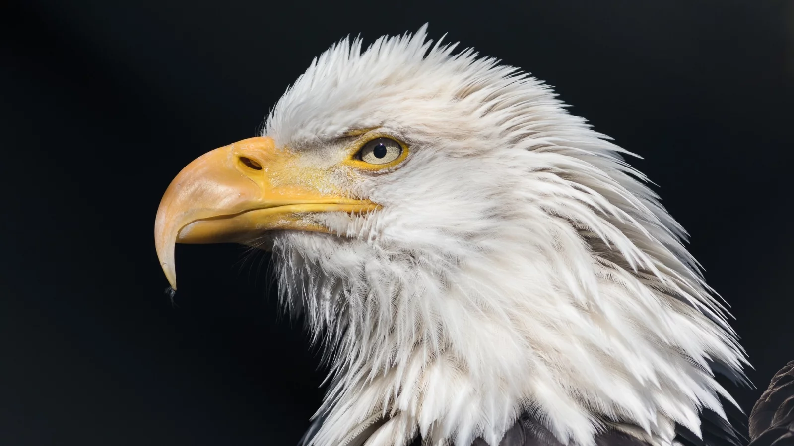 bald, eagle, wild
