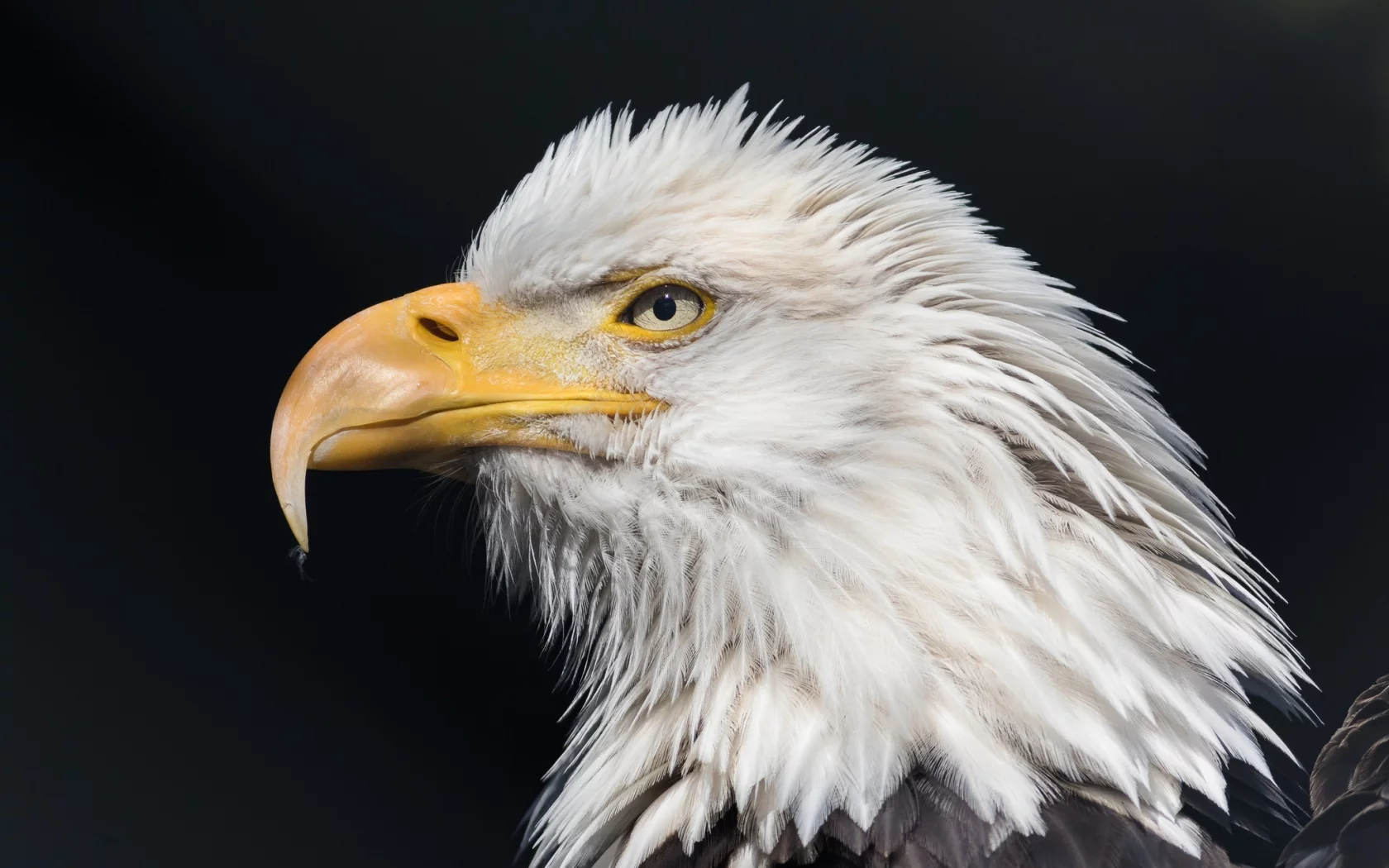 bald, eagle, wild